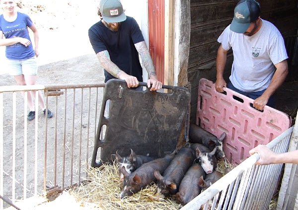 Chef Martin Picard's Berkshire pigs being loaded at Stonecroft Farm